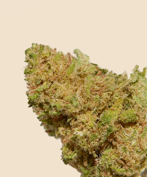 Mango CBD Small Buds Autumn Promo - CBD Blom